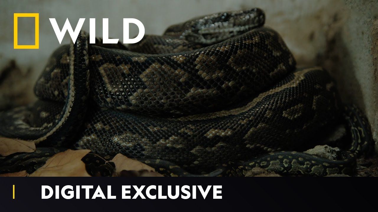 Bébés pythons | Semaine des morsures de serpent | National Geographic Wild UK