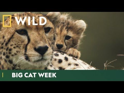 ¡Los grandes felinos están de vuelta! | Semana de los Grandes Felinos | National Geographic Wild UK