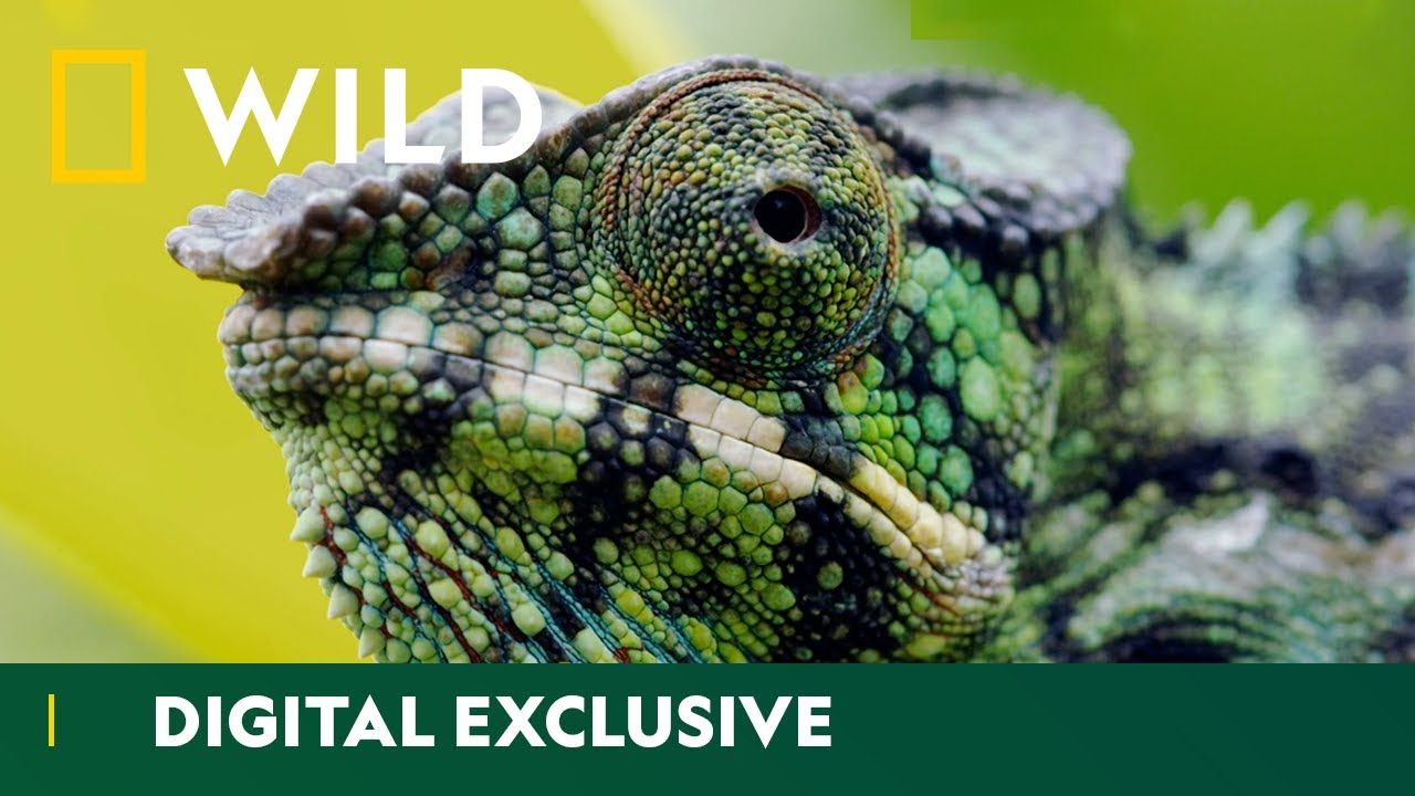 Die schwersten Chamäleons der Welt | Madagaskar's Weirdest: Wild Africa Month | National Geographic Wild UK