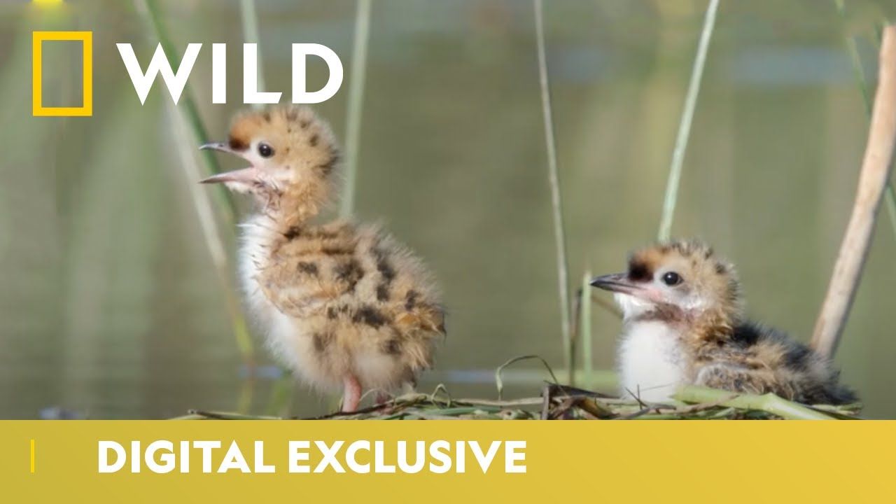 Can This Mother Protect Her Newborn Chicks? | Hidden Wonders Of Europe | National Geographic WILD UK