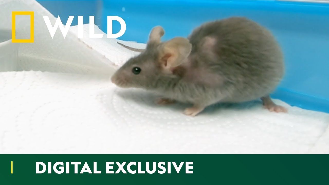 “Mice…Are You Crazy?” | Exotic Animal ER | National Geographic WILD UK