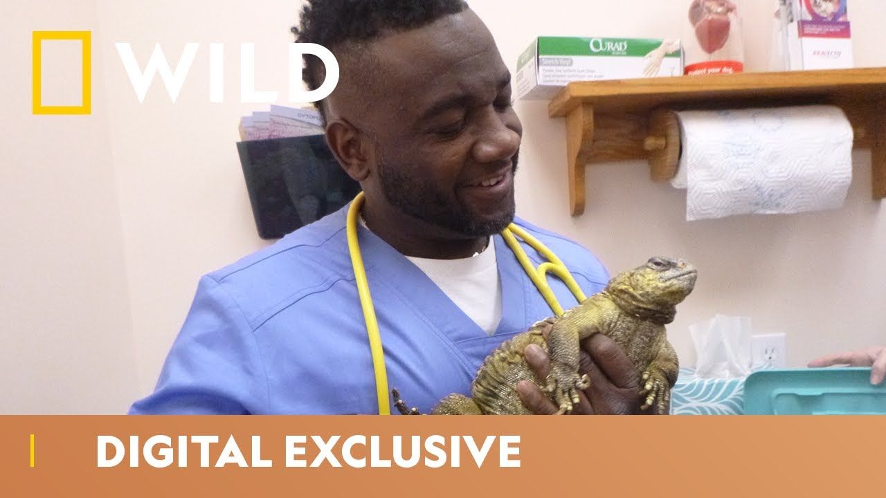 Overweight Lizard Mystery | Critter Fixers | National Geographic Wild UK